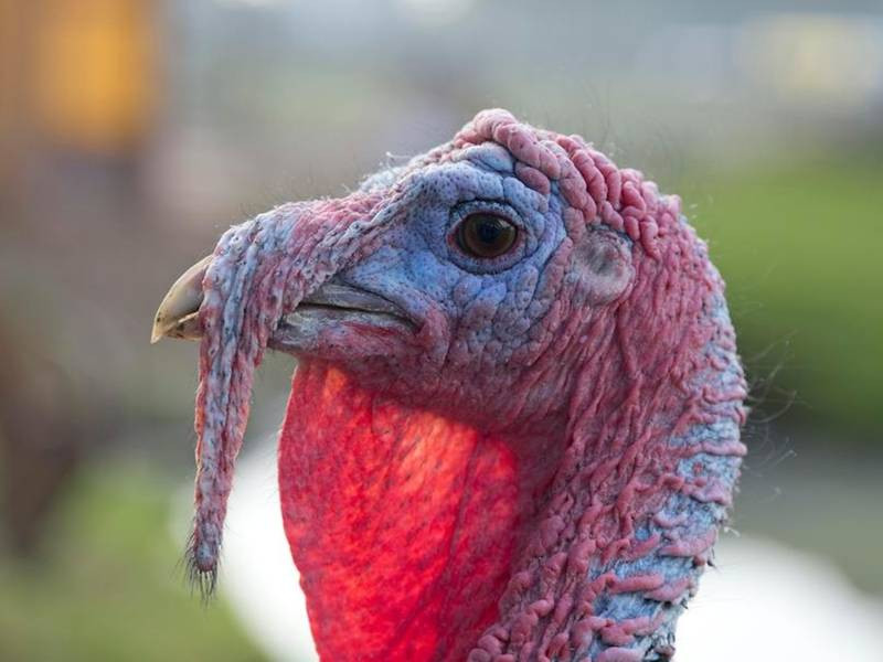 Fried Turkey For Thanksgiving
 Win A Thanksgiving Bird For Eating Deep Fried Turkey