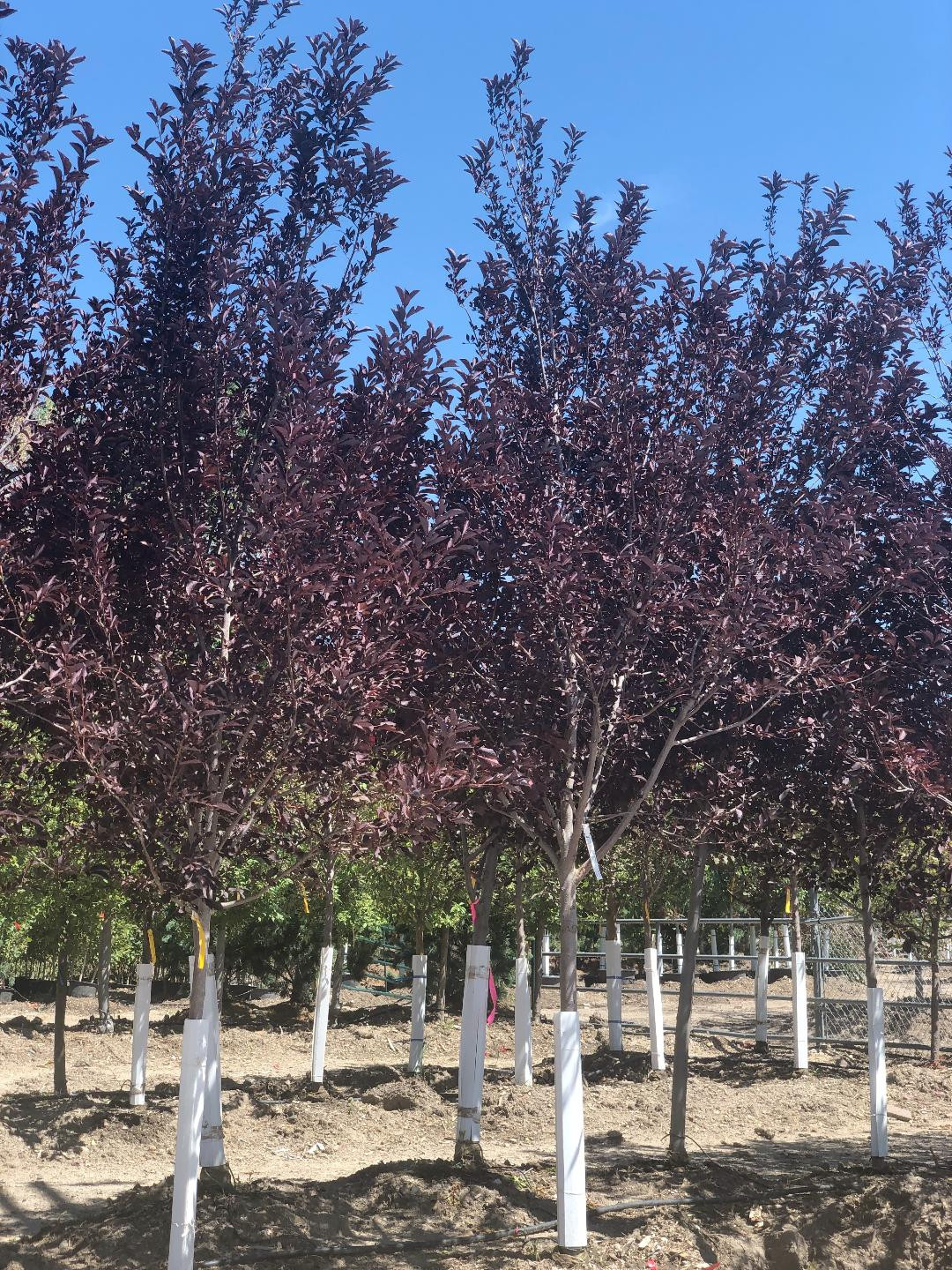 Front Range Landscape
 Colorado Tree Nursery Front Range Landscape & Nursery