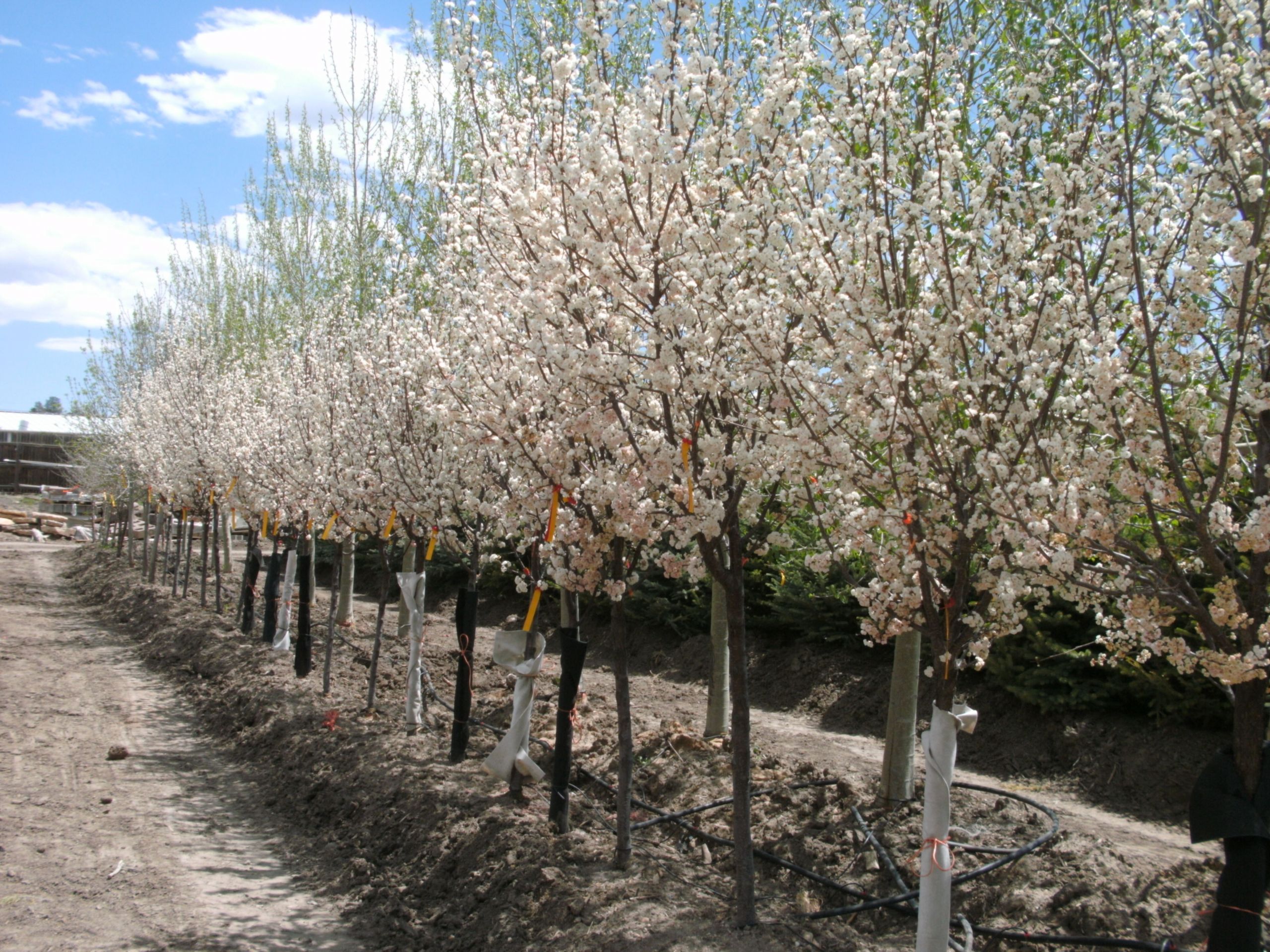 Front Range Landscape
 Colorado Tree Nursery Front Range Landscape & Nursery