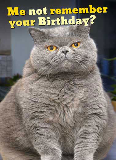 Funny Animal Birthday Cards
 Birthday Cards Funny Animals Cards Free postage included