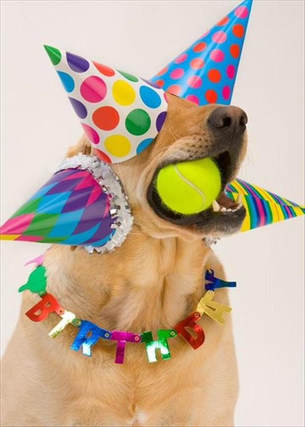 Funny Birthday Party
 Funny Animal Picture Overload 42 Pics