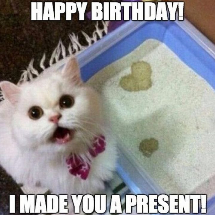 Funny Cat Birthday Meme
 101 Funny Cat Birthday Memes for the Feline Lovers in Your