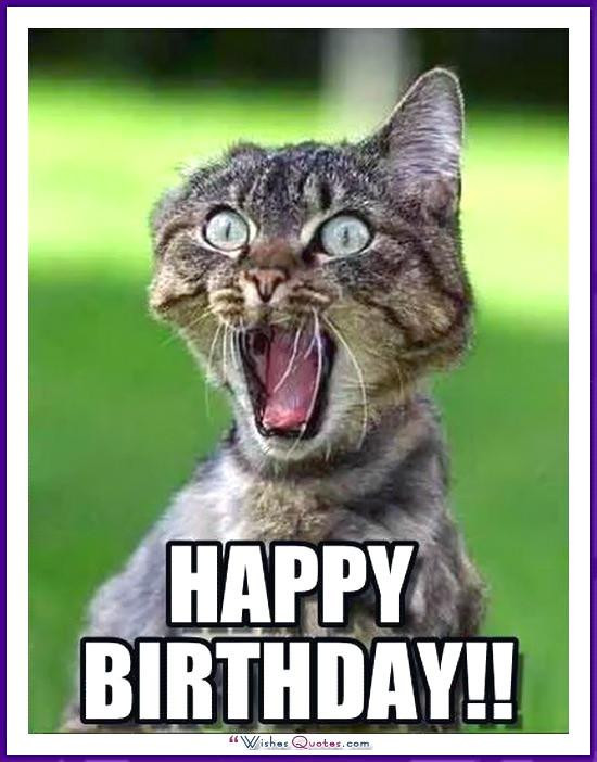 Funny Cat Birthday Meme
 Happy Birthday Memes with Funny Cats Dogs and Cute Animals