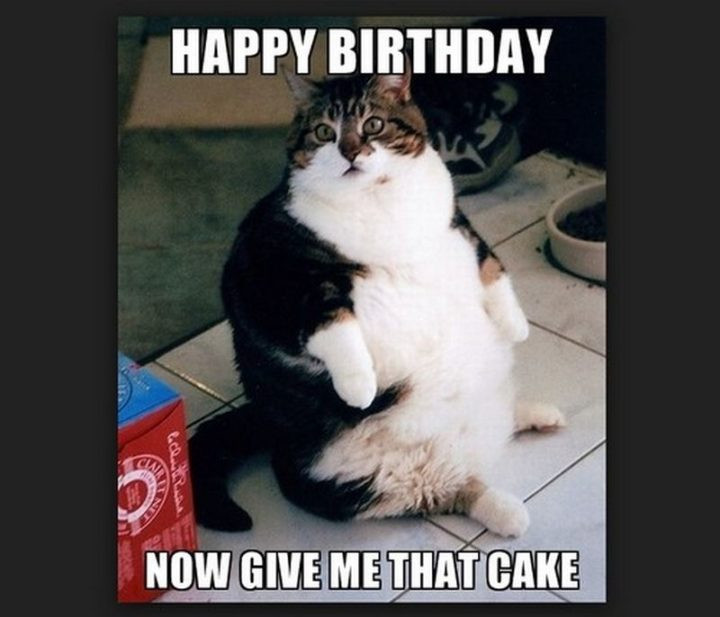 Funny Cat Birthday Meme
 101 Funny Cat Birthday Memes for the Feline Lovers in Your