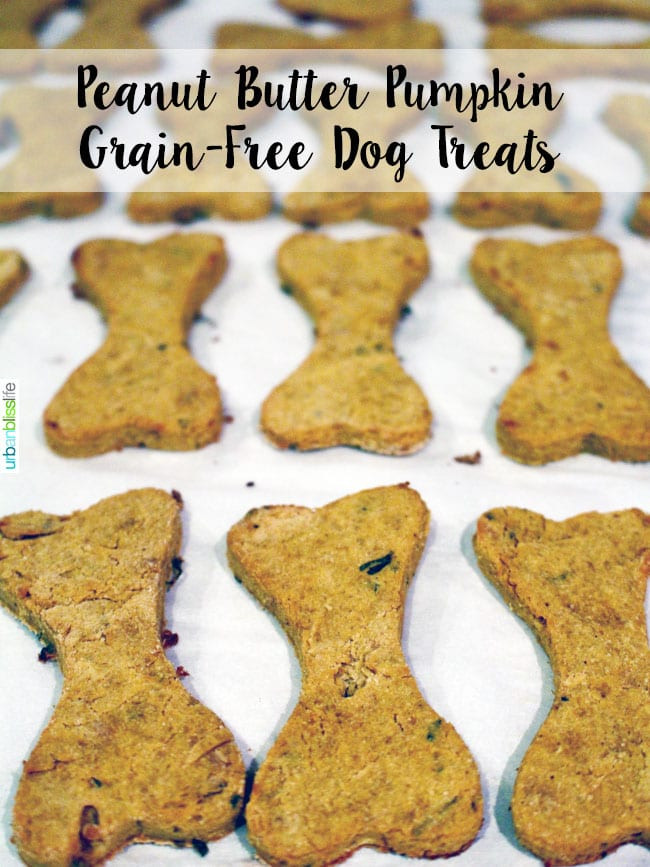 Grain Free Pumpkin Dog Treat Recipes
 Easy homemade peanut butter pumpkin grain free dog treats