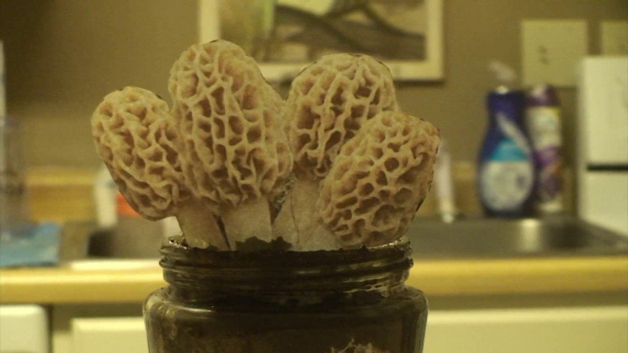 Growing Morel Mushrooms
 Grow Morel Mushrooms at home