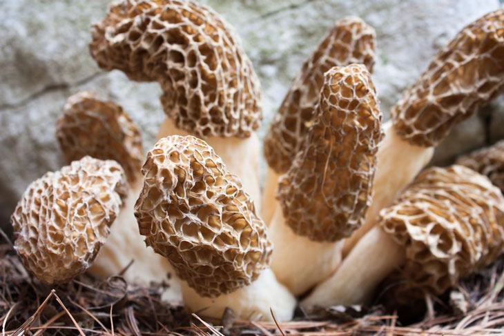 Growing Morel Mushrooms
 How To Grow Morel Mushrooms At Nearly $0 Without Searching