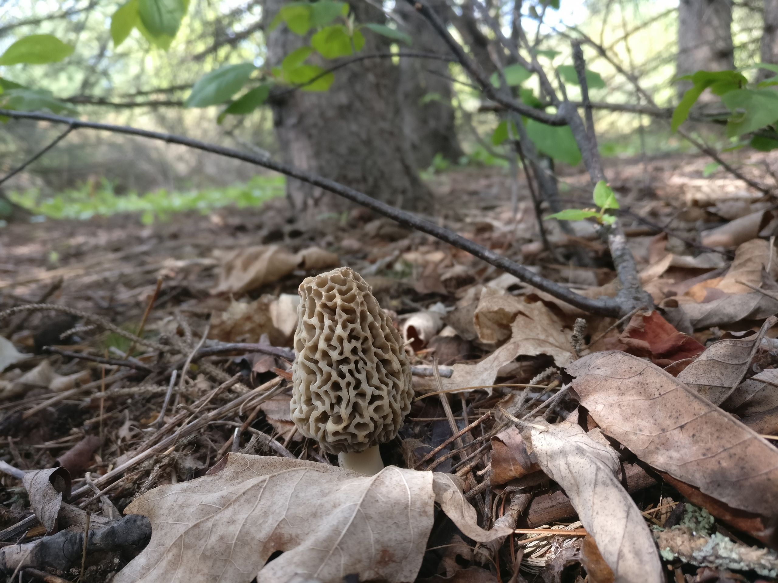 Growing Morel Mushrooms
 Morel Mushrooms Everything You Need to Know Realest Nature