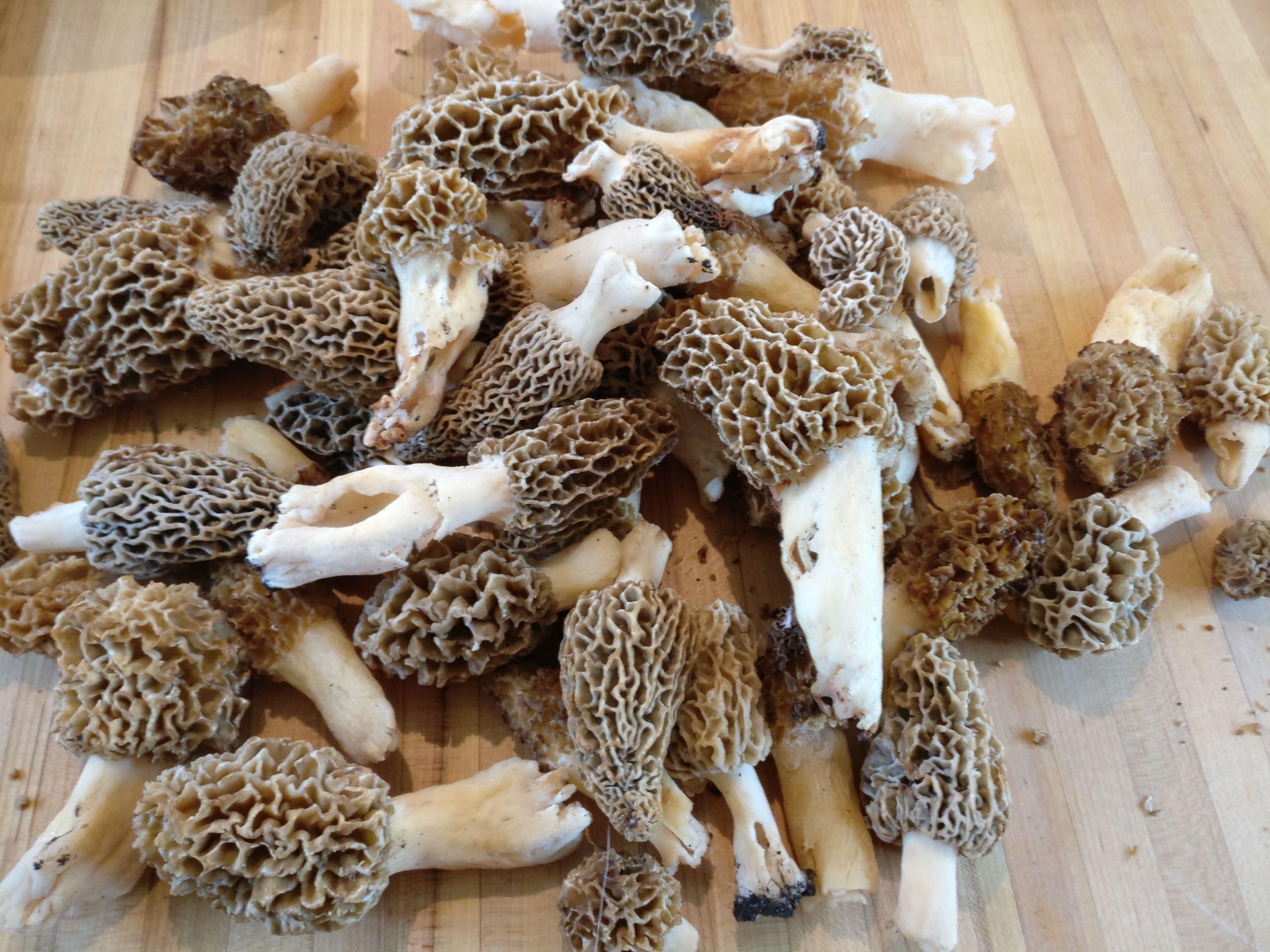 Growing Morel Mushrooms
 Morel Mushrooms Everything You Need to Know Realest Nature