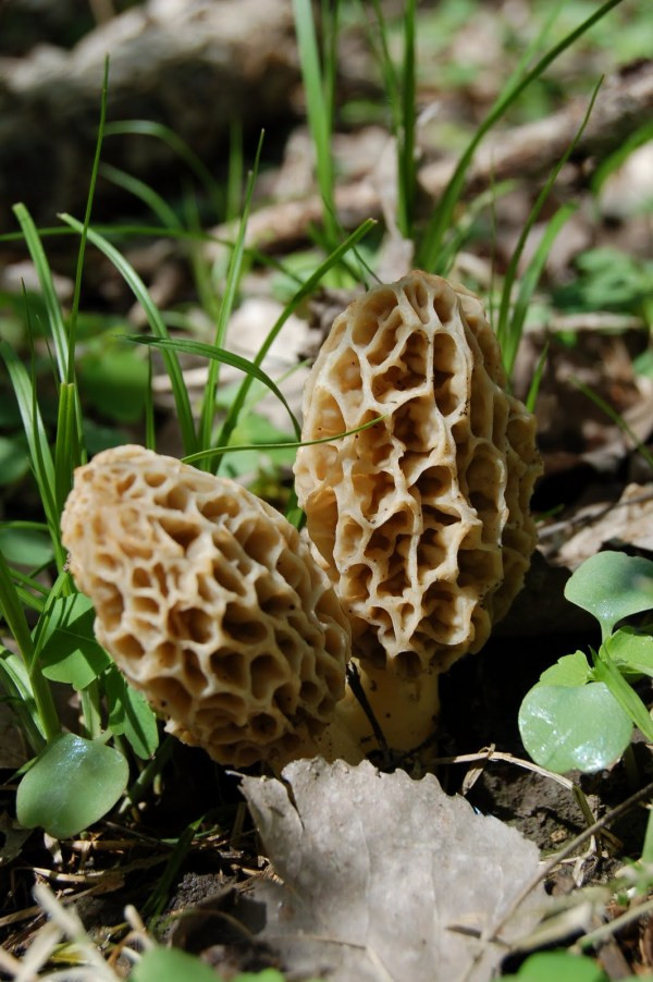 Growing Morel Mushrooms
 Morel Mushroom Day 2020 Sunday May 17 2020