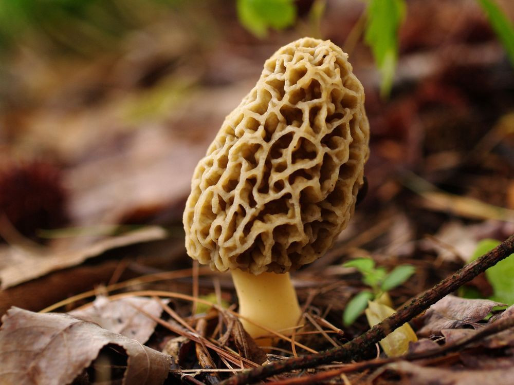 Growing Morel Mushrooms
 Morel Mushroom Spores Grow in your Backyard