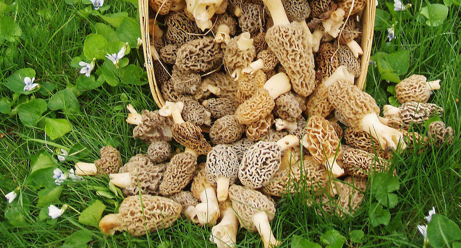 Growing Morel Mushrooms
 The Real Way to Grow Morel Mushrooms on Your Own