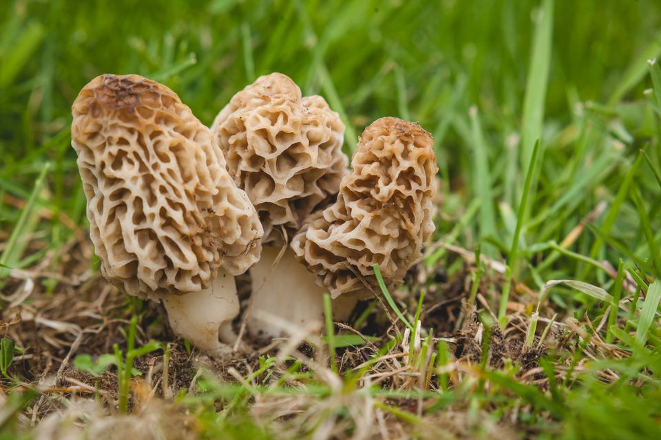 Growing Morel Mushrooms
 How to Grow and Care for Morel Mushrooms