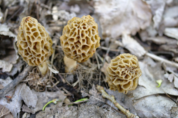 Growing Morel Mushrooms
 Morels