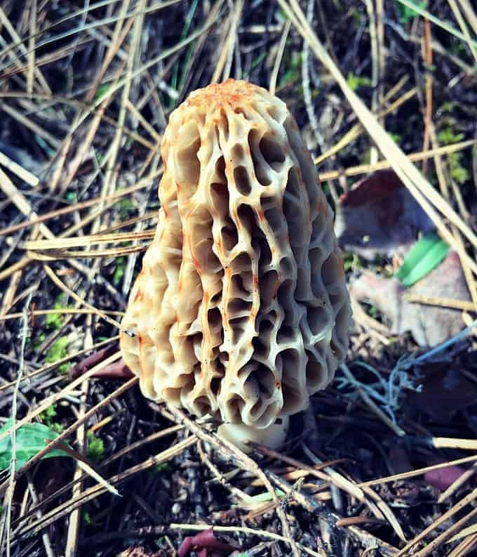 Growing Morel Mushrooms
 Foraging for Morel Mushrooms