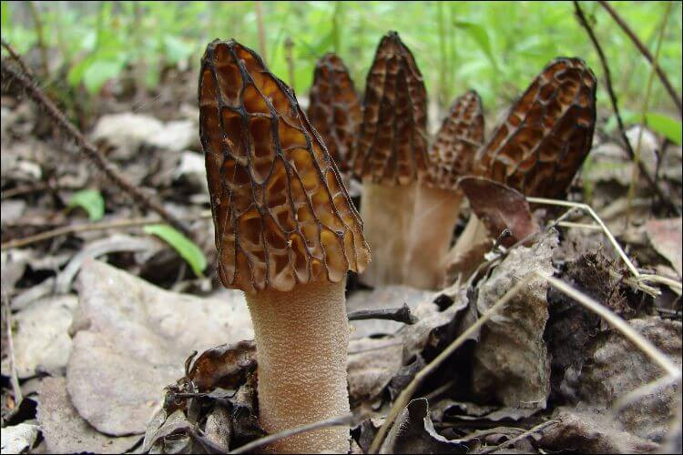 Growing Morel Mushrooms
 How to Grow Morel Mushrooms plete Guide