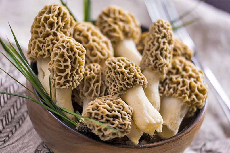 Growing Morel Mushrooms
 The Best 11 Mushroom Kits to Grow Your Own