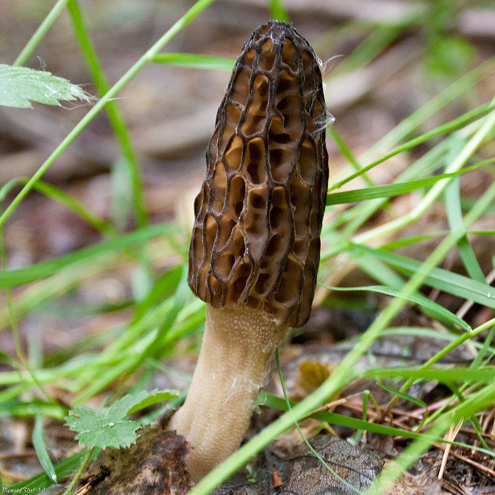 Growing Morel Mushrooms
 35g Dry Morchella Elata Seeds Spores Grow Morel Garden