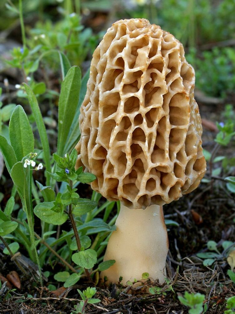 Growing Morel Mushrooms
 10 gr Dry Seeds Spores Grow morels Morchella Garden