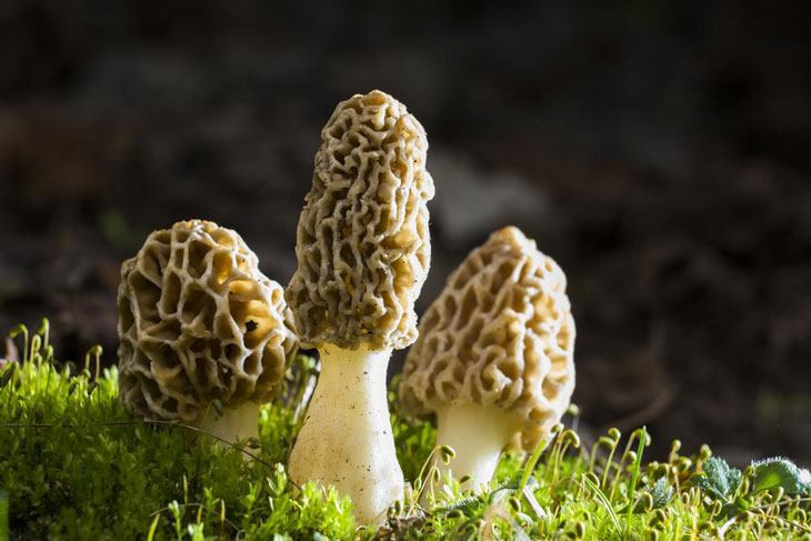 Growing Morel Mushrooms
 How To Grow Morel Mushrooms At Nearly $0 Without Searching