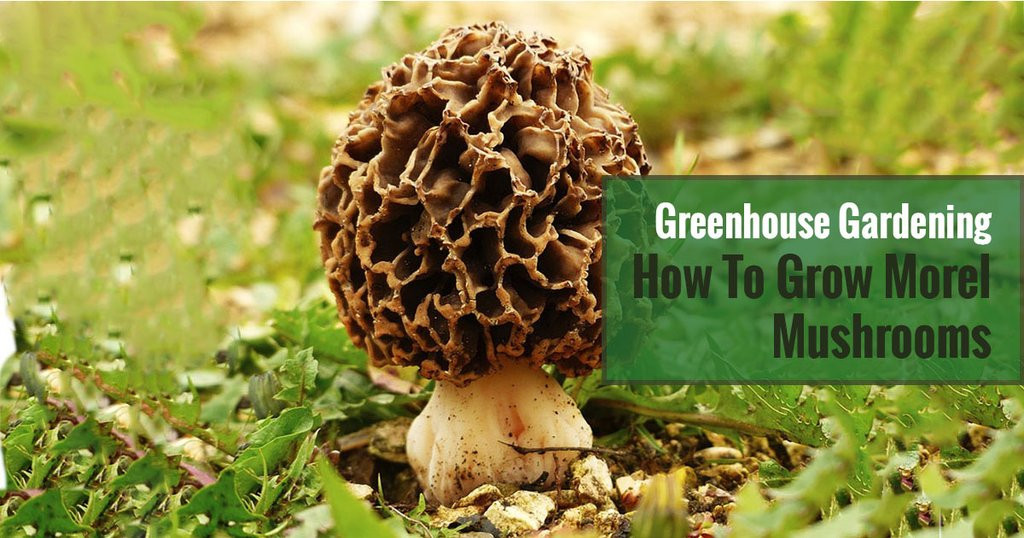 Growing Morel Mushrooms
 How to Grow Morel Mushrooms in a Greenhouse