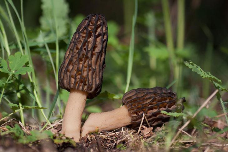 Growing Morel Mushrooms
 How To Grow Morel Mushrooms At Nearly $0 Without Searching