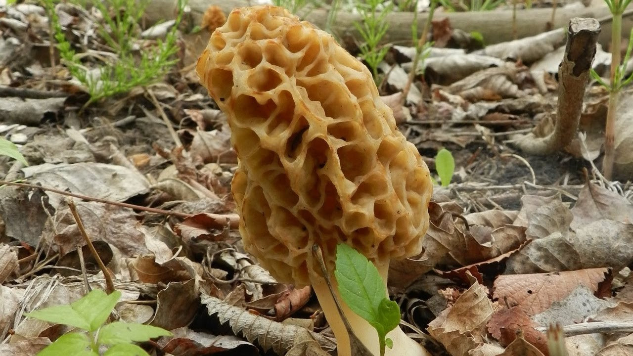 Growing Morel Mushrooms
 How To Grow Morel Mushrooms