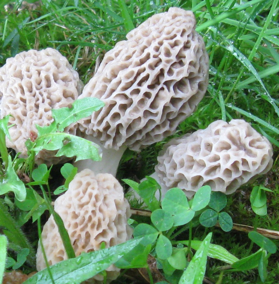 Growing Morel Mushrooms
 Morel Mushrooms How to Find and Identify Morels