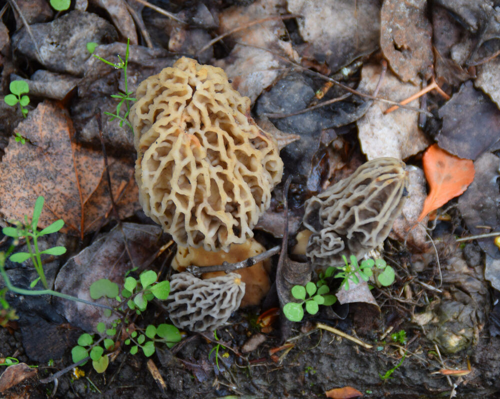 Growing Morel Mushrooms
 Morel Mushroom Grow Kit 1 5 Pound Backyard Morel Growing