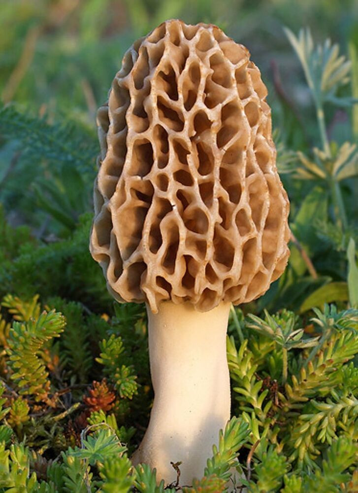 Growing Morel Mushrooms
 35 g Dry Seeds Spores Grow morels Morchella Garden