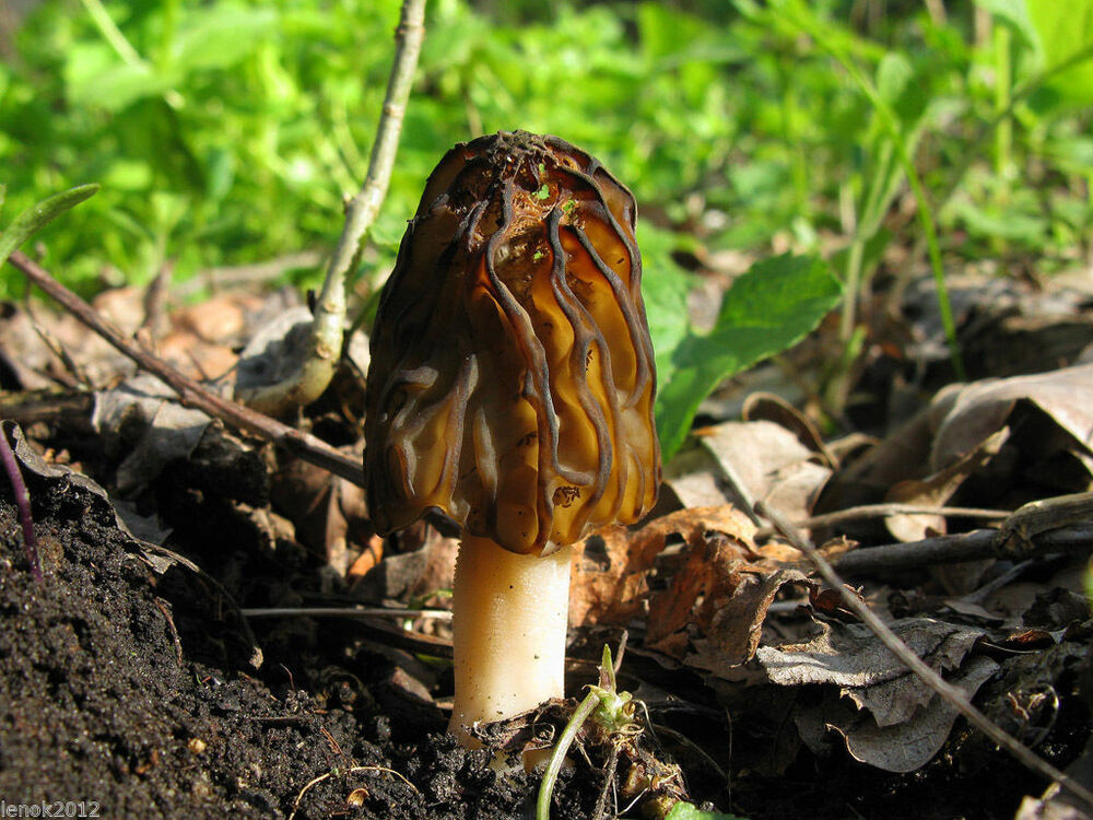 Growing Morel Mushrooms
 35g Seeds Spores Grow Morel Morchella Half Free Garden