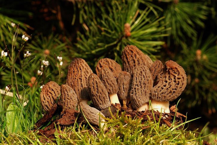 Growing Morel Mushrooms
 How To Grow Morel Mushrooms At Nearly $0 Without Searching