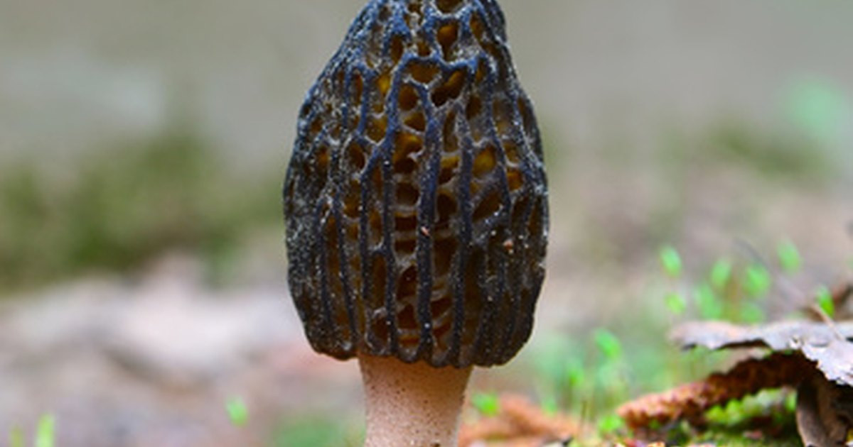 Growing Morel Mushrooms
 What trees do morel mushrooms grow near