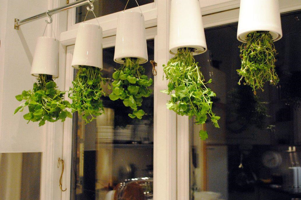 Herb Wall Kitchen
 Kitchen Herb Wall Ideas