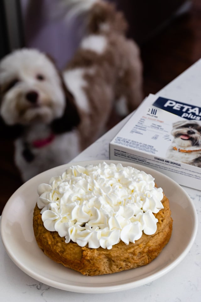 Homemade Dog Birthday Cake
 Easy Homemade Dog Cake Crazy for Crust