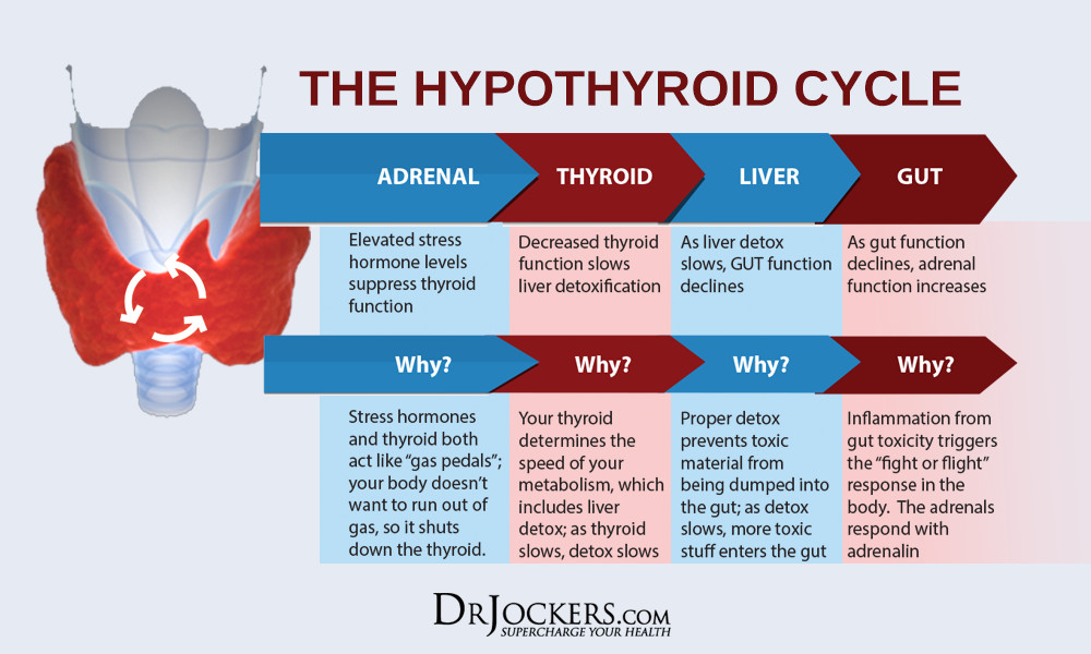 Keto Diet And Hypothyroidism
 Using A Ketogenic Diet For Hypothyroid DrJockers