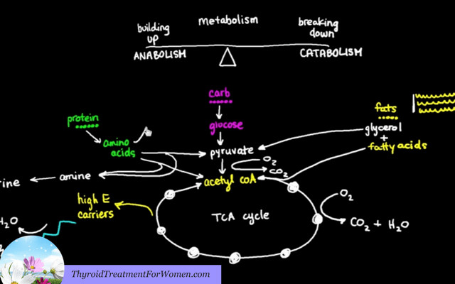 Keto Diet And Hypothyroidism
 Ketogenic Diet For Hypothyroidism What You Must Know