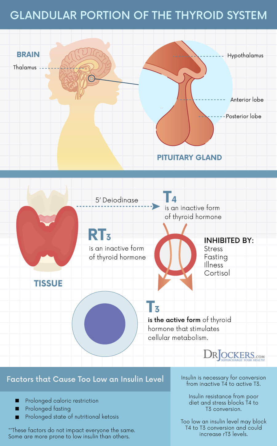 Keto Diet And Hypothyroidism
 Using A Ketogenic Diet For Hypothyroid DrJockers