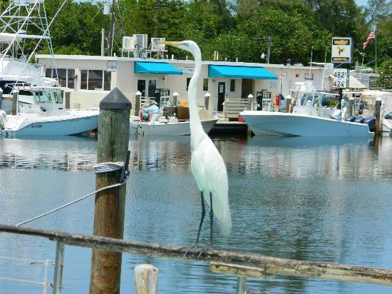 Key Largo Fisheries Backyard
 Entrance off of Ocean Bay Drive Picture of Key Largo