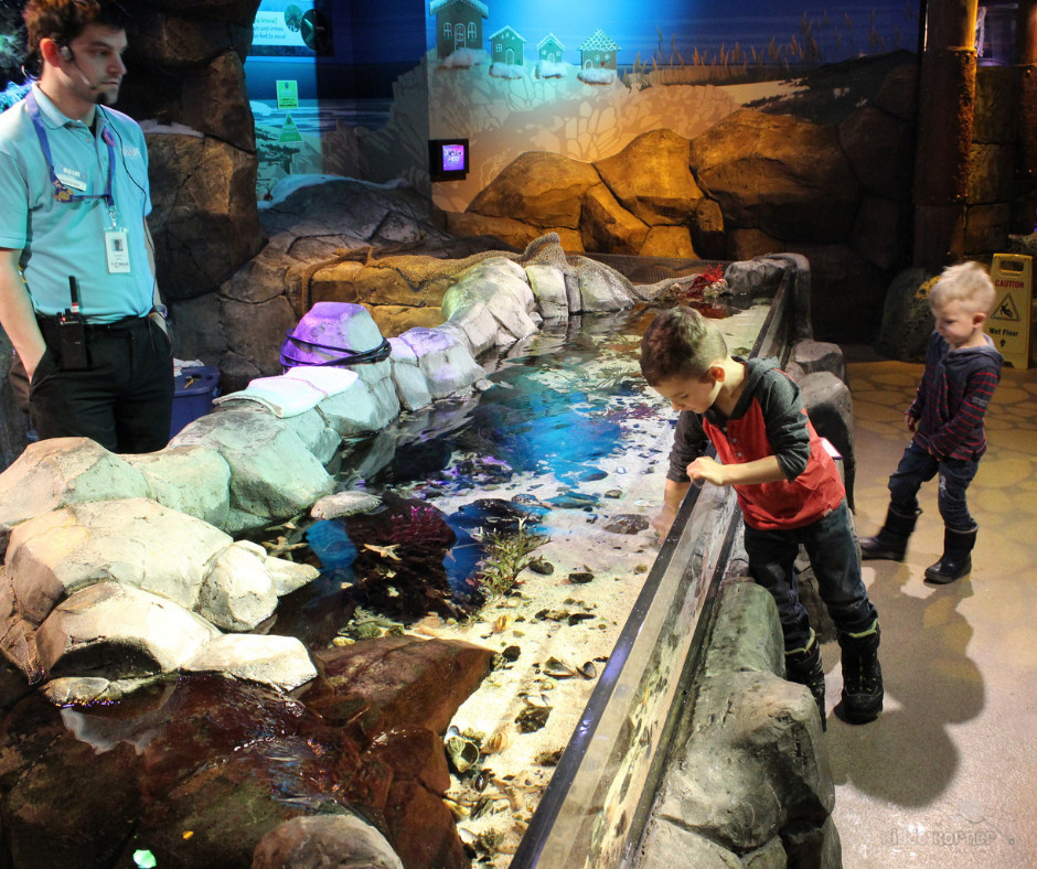 Kids Birthday Party Places In Michigan
 Sealife Aquarium Michigan