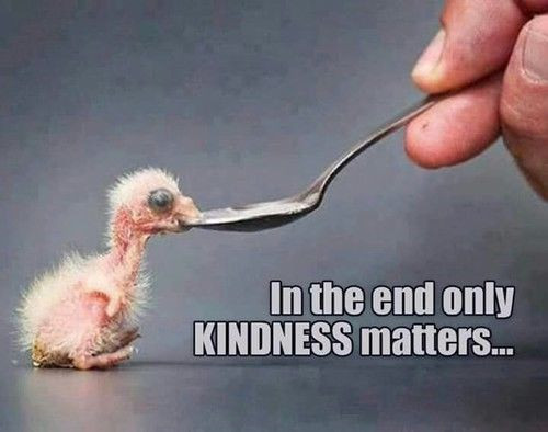 Kindness Matters Quote
 In The End ly Kindness Matters s and