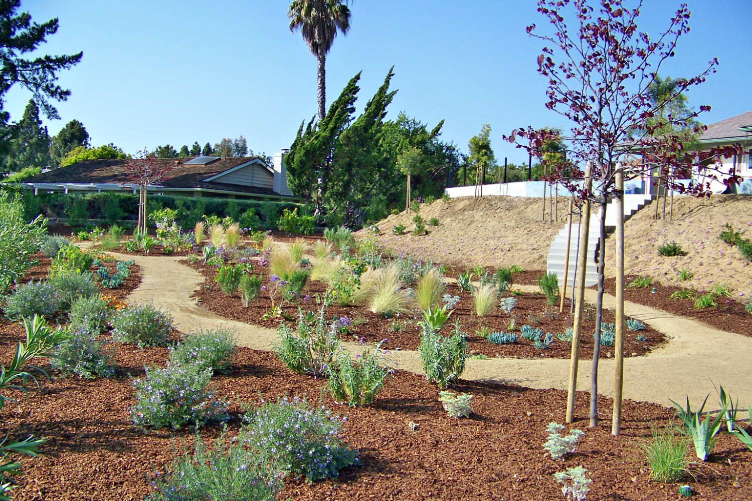 Landscape Design Jobs
 San Diego landscape design job photo by Steven Letz Letz