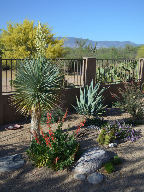 Landscape Design Tucson
 Landscaping Awards Tucson AZ