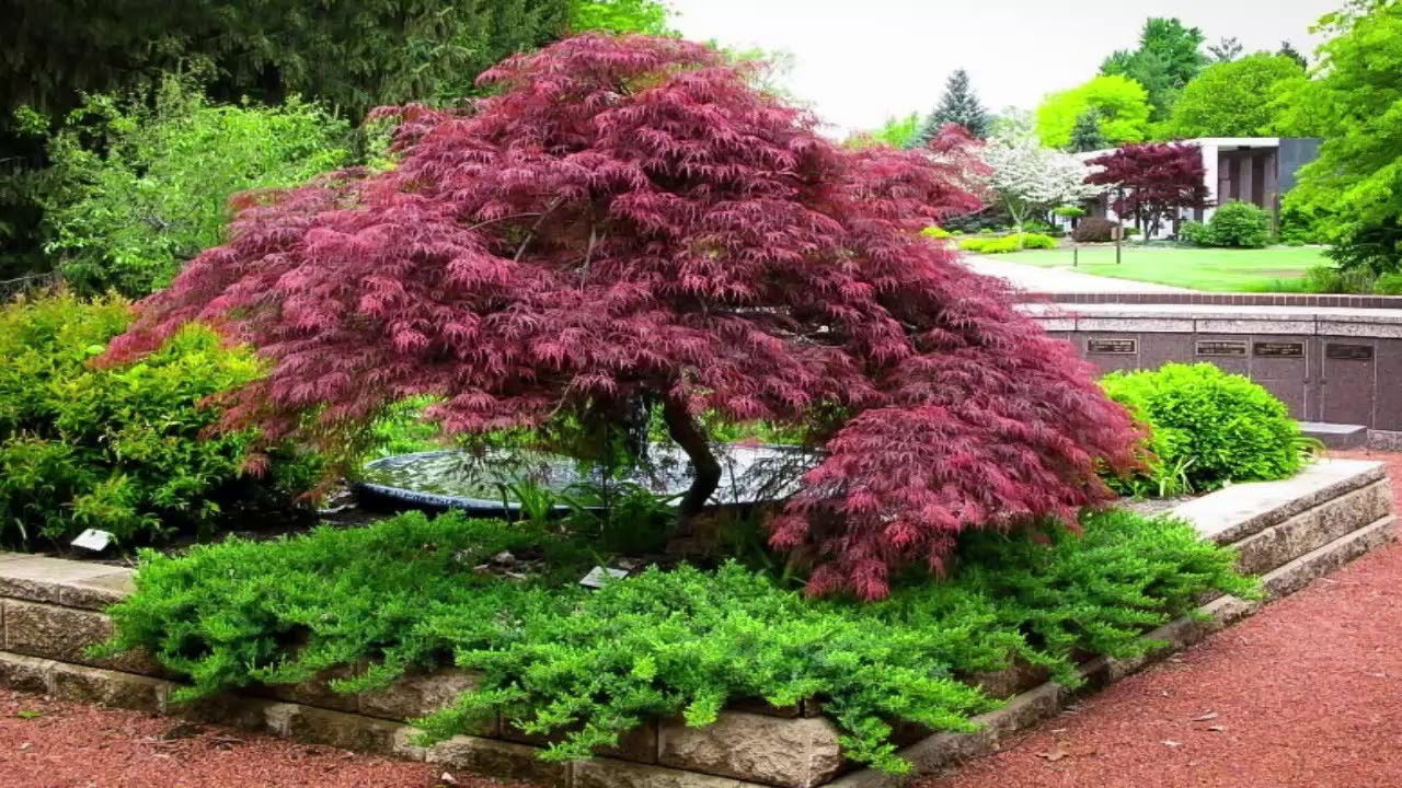 20 Favorite Landscape Design with Japanese Maple Home, Family, Style