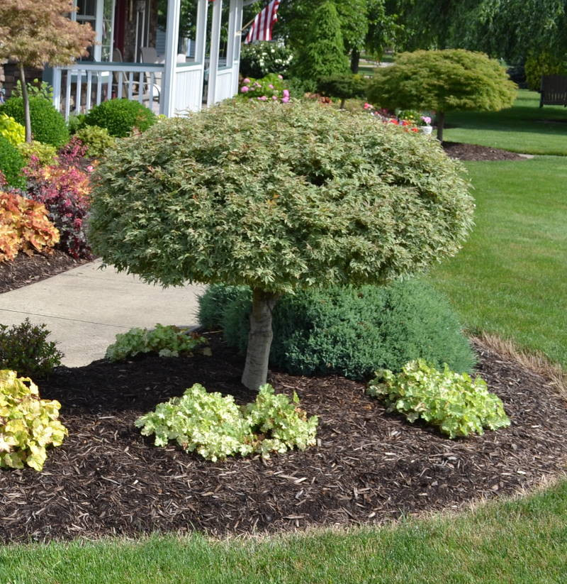 Landscape Design With Japanese Maple
 23 Landscaping Ideas with s