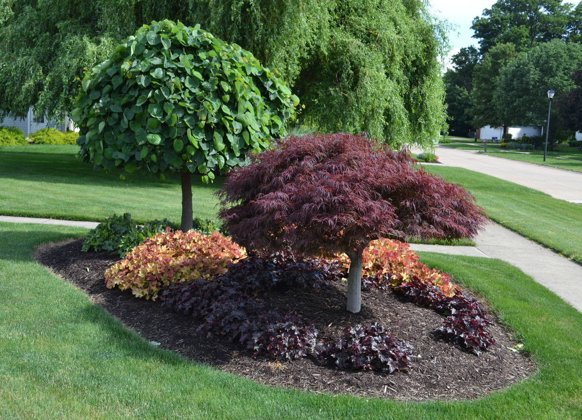 Landscape Design With Japanese Maple
 23 Landscaping Ideas with s Mike s Backyard Nursery