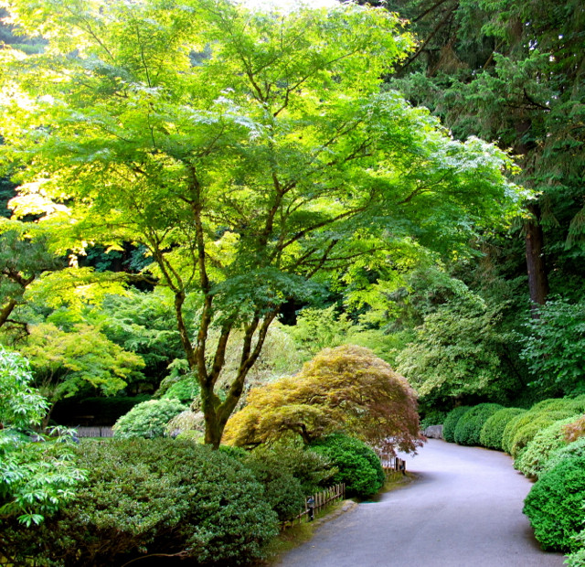 green japanese maple tree
