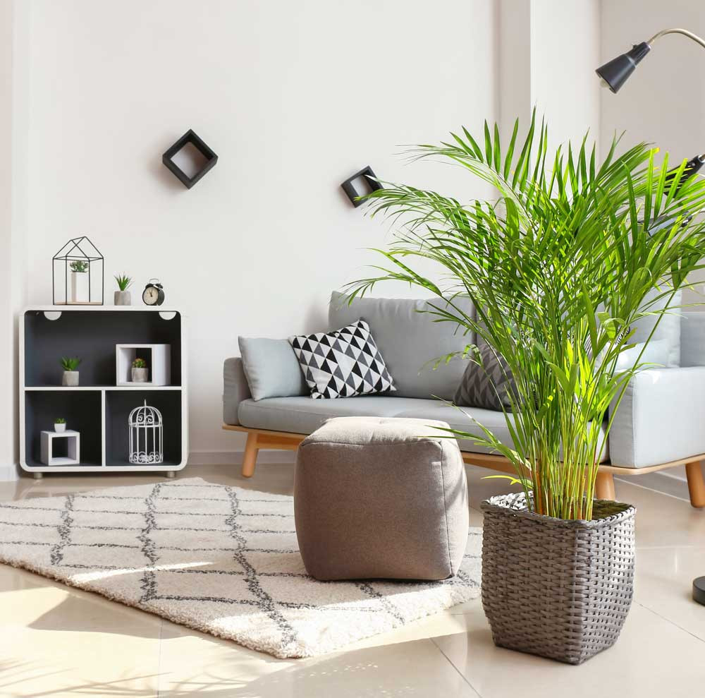 Living Room Plants Decor
 15 Plant Decoration Ideas for Living Rooms