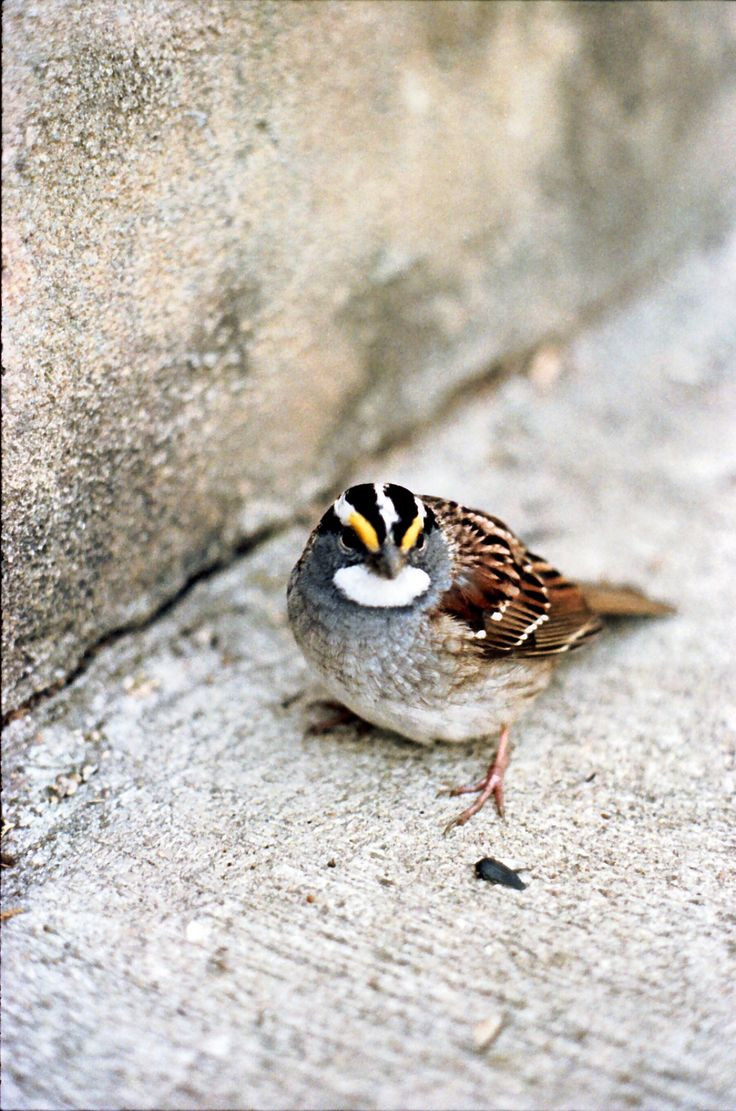 Maryland Backyard Birds
 26 best Birds in my yard Maryland images on Pinterest