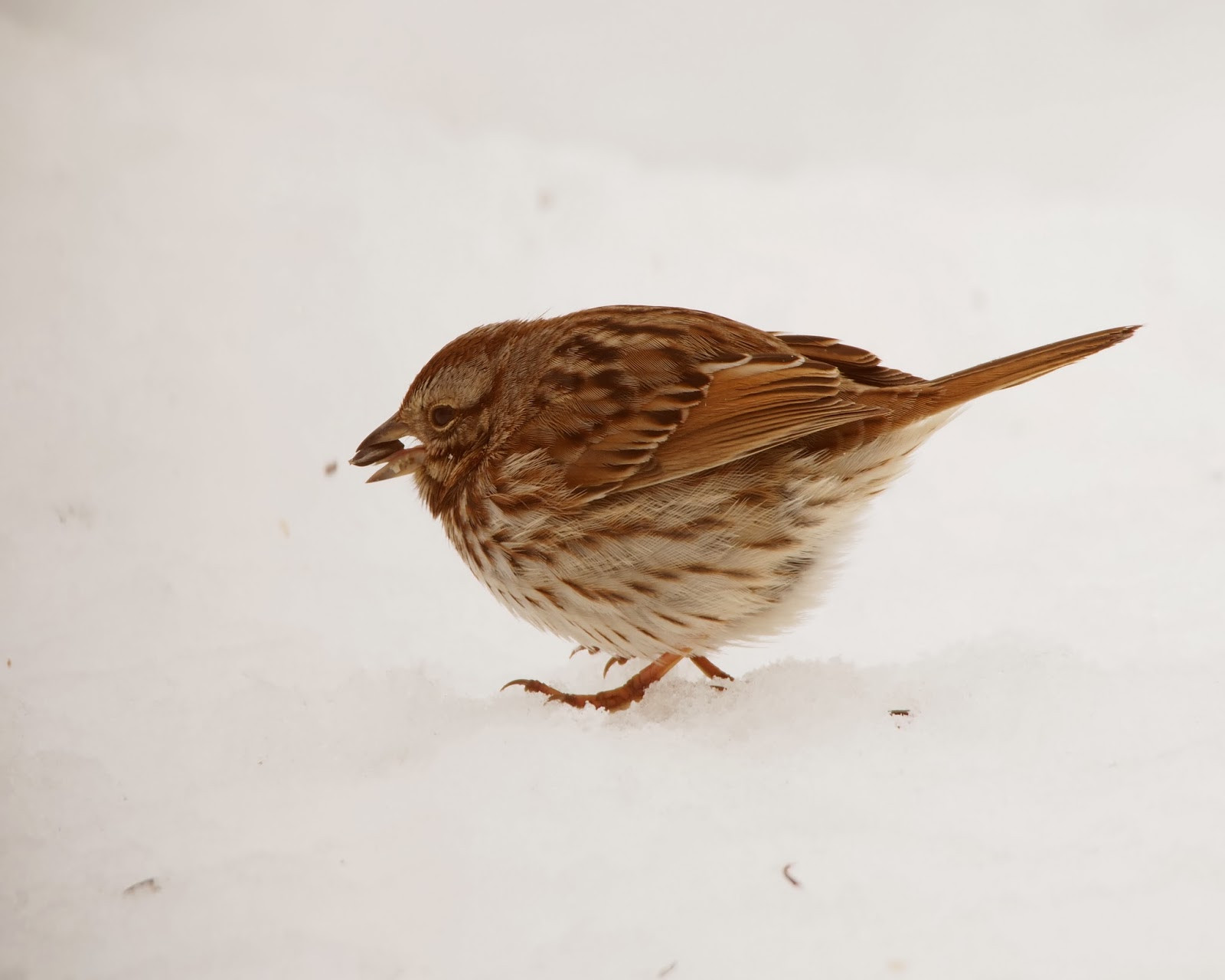 Maryland Backyard Birds
 Katelyn Thomas Freelance Writer and grapher Winter